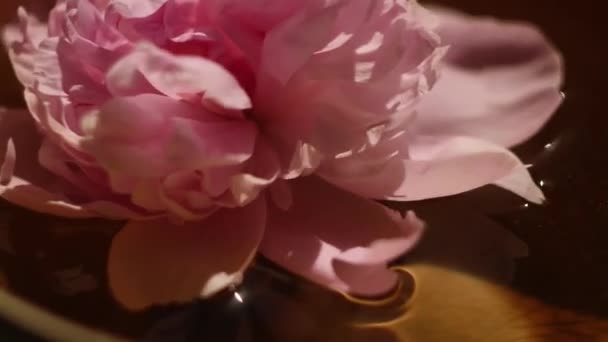 Pivoine Couchée Dans Eau Vue Dessus Journée Spa Parfum Naturel — Video