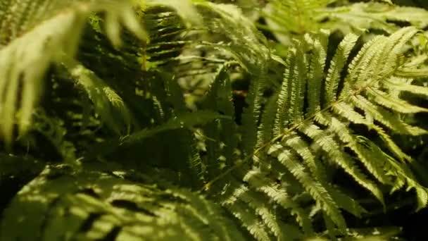 Папоротник Лесу Зеленая Палитра Концепция Джунглей Солнечный День Тени Растении — стоковое видео