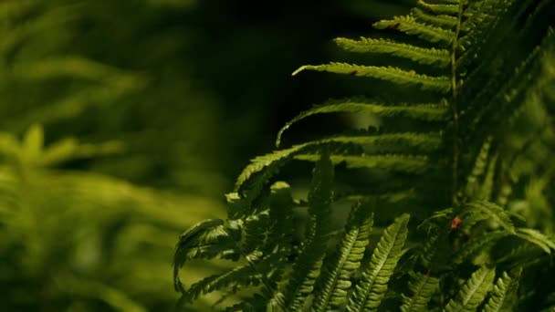 Φύλλα Φτέρης Στο Δάσος Πράσινη Παλέτα Έννοια Της Ζούγκλας Ηλιόλουστη — Αρχείο Βίντεο