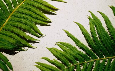 Beton zemin üzerinde eğreltiotu yaprağı. Uzayı kopyala Canlı renkler. Tropikal bitki çerçevesi