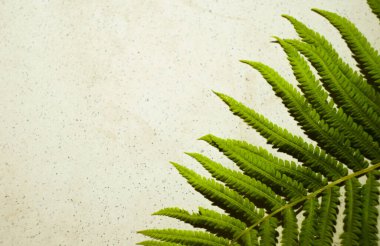 Beton zemin üzerinde eğreltiotu yaprağı. Uzayı kopyala Canlı renkler. Tropikal bitki çerçevesi