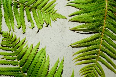 Beton zemin üzerinde eğreltiotu yaprağı. Uzayı kopyala Canlı renkler. Tropikal bitki çerçevesi