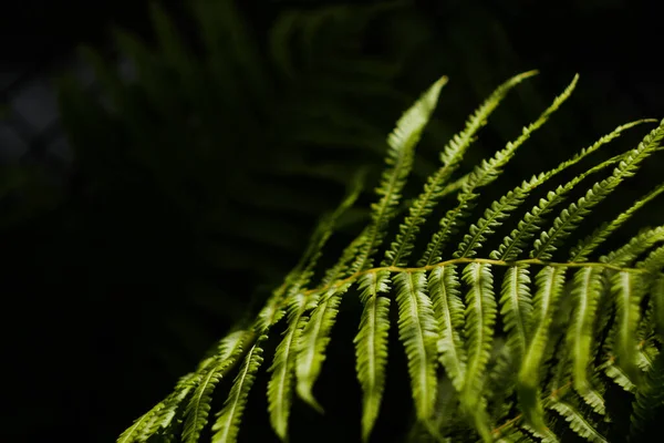 Chiudere Foglie Felce Nella Foresta Tavolozza Verde Concetto Natura Giungla — Foto Stock