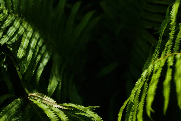 Fermer Les Feuilles Fougère Dans Forêt Palette Verte Concept Nature — Photo