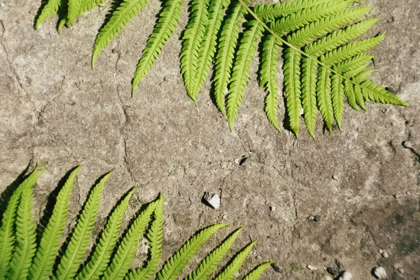 Feuille Fougère Sur Fond Béton Fissuré Espace Copie Cadre Botanique — Photo