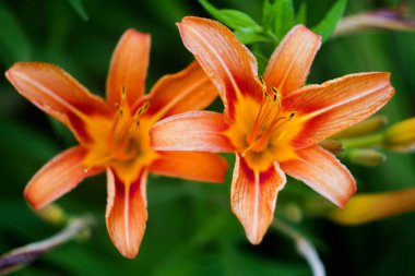 Yaz bahçesinde portakal zambakları. Canlı çiçek duvar kağıtları..