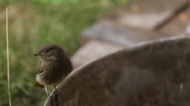 Yemlikte oturan gri serçe. Kamera 4k 'de kuş izleme.