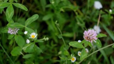 Yeşil çimenlikteki çiçekleri kapat. Çayır dokusu