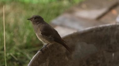 Yemlikte oturan gri serçe. Kamera 4k 'de kuş izleme.