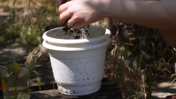 Fermer Plantation Germes Avocat Dans Pot Hobby Culture Végétale — Video
