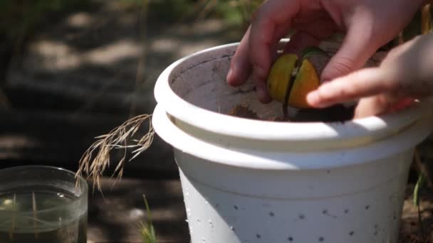 Cierre Plantación Brotes Aguacate Olla Cultivo Plantas Hobby — Vídeo de stock