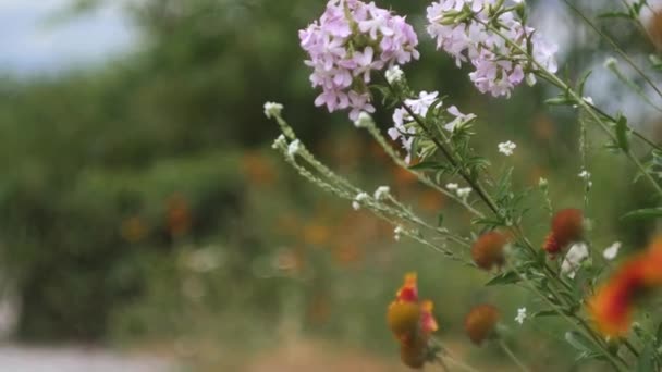 Des Fleurs Poussent Sur Route Vidéo Concept Détente — Video