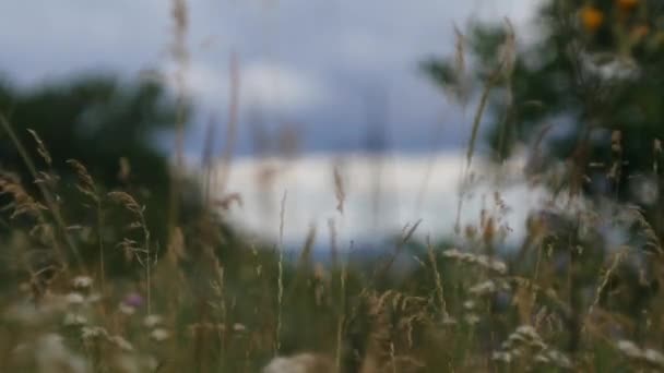 Wildblumen Auf Stürmischem Himmel Hintergrund Wiesenszene Wind Weht Entspannungsvideo Ökologie — Stockvideo