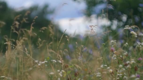 Wildblumen Auf Stürmischem Himmel Hintergrund Wiesenszene Wind Weht Entspannungsvideo Ökologie — Stockvideo