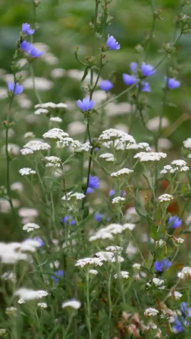 Yabani Çiçekler Çayırı Sahnesi Rüzgar Esiyor Rahatlama Videosu Dikey Yönelim — Stok video