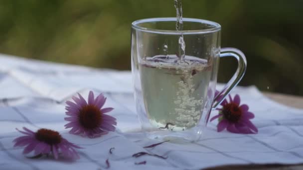 Vemte Čaj Echinacea Imunitní Podpora Bylinkový Nápoj Homeopatie Medicína — Stock video