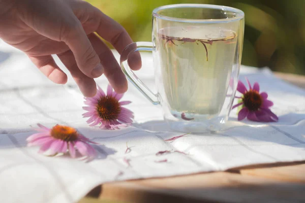 Hand Pick Cup Herbal Tea Echinacea Flower — Stock Photo, Image