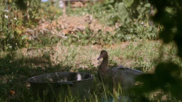 Γκρι Πάπια Περπατά Στην Αυλή Πουλιά Αναπαραγωγής Ζωή Στην Εκμετάλλευση — Αρχείο Βίντεο