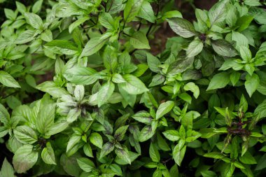 Yeşil fesleğen bitkisi dokusu. Çiçek açan bahçe. Evde büyüyen türler. 