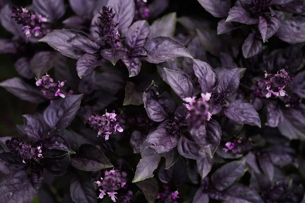 Texture Des Plantes Basilic Violet Jardin Fleuri Espèces Poussant Maison — Photo