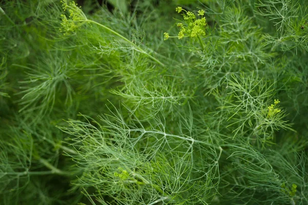 Texture Verde Aneto Cresce Giardino Pianta Fiore Specie Fresche Cucinare — Foto Stock