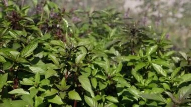 Yeşil fesleğen çalısı suluyorum. Bahçede baharatlar yetişiyor. Tarım kavramı 