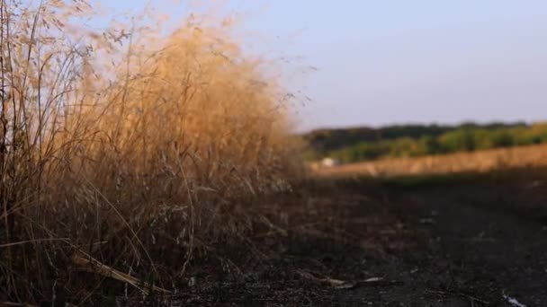 Arbusto Seco Bajo Rastro Paisaje Rural Temporada Otoño Vista Relajante — Vídeo de stock