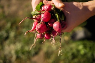 Kapatın ellerinizi turptan tutun. Çiftçi taze sebze topluyor. Tarım işi. Boşluğu kopyala 