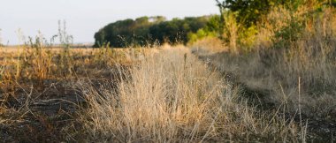 Sahada iz var. Açık havada yürüyorum. Kurumuş ot. Yabani çiçekler 
