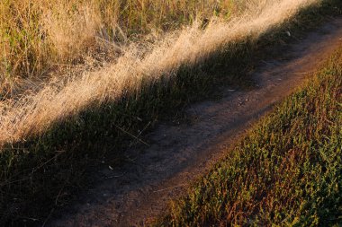 Sahada iz var. Açık havada yürüyorum. Kurumuş ot. Yabani çiçekler 