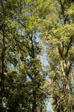 Ormanda büyüyen yeşil ağaçlar. Dikey oryantasyon. Çevre koruması. 