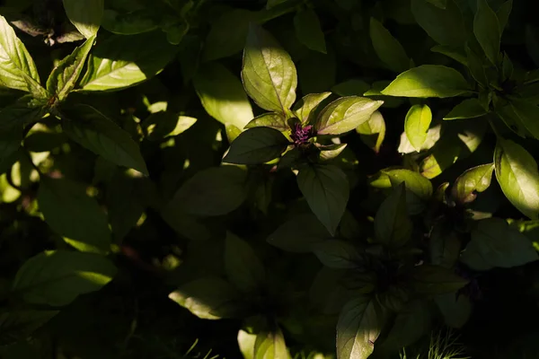 Basil plant in the shadow. Light stripe. Cultivating fresh herbs