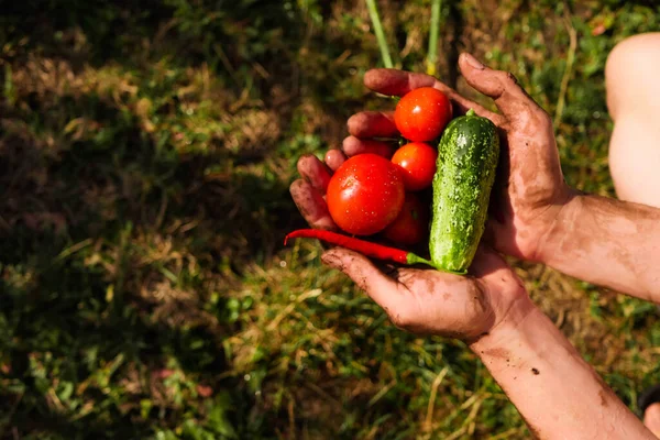 Man holding fresh vegetables. Harvesting season. Home gardening. Sharing food
