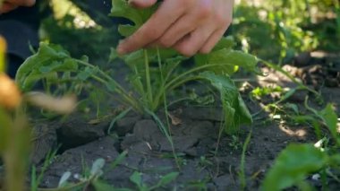 Turp hasat eden çiftçiyi kapatın. Taze sebzeler. Biyolojik ürünler. Bitkiler yetiştiriliyor.