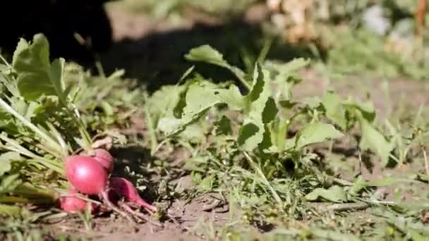 Acerquen Granjero Cosechando Rábano Verduras Frescas Productos Biológicos Plantas Cultivadoras — Vídeos de Stock