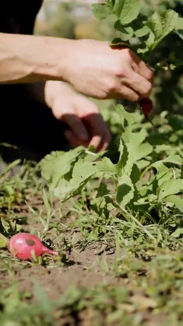 Fermez Les Agriculteurs Récoltant Radis Légumes Frais Produits Biologiques Cultiver — Video