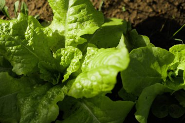 Toprakta yetişen yeşil salata. Taze sebzeler. Organik yiyecekler. 