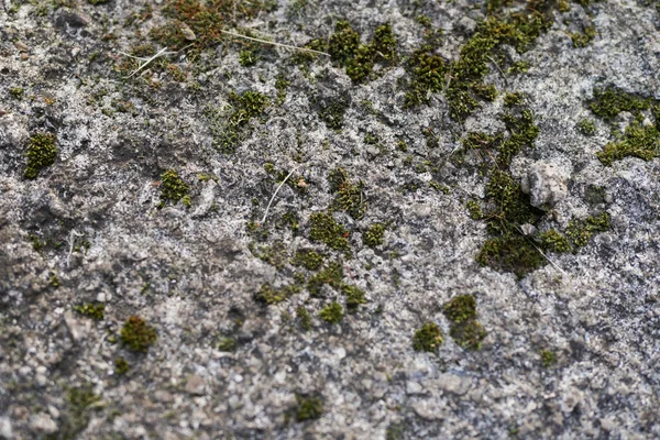 Textura Pedra Com Musgo Papel Parede Natureza — Fotografia de Stock