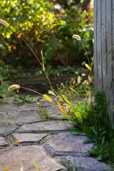 Strada Con Erba Vista Sul Giardino Piante All Aperto Sole — Foto Stock