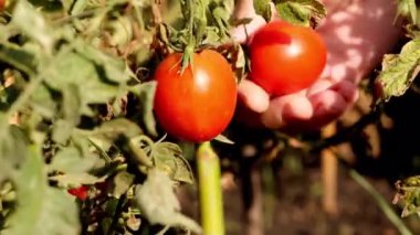 Kirazlı domates hasadı için elinizi kapatın. Sebze yetiştiriyorum. Evde bahçıvanlık. Organik yiyecekler