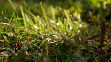 Yeşil çimenler. Çayıra ışık düştü. Boşluğu kopyala