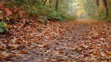 Ormanda düşen portakal yaprakları. Sonbahar sezonu. Parkta yürüyorum. 