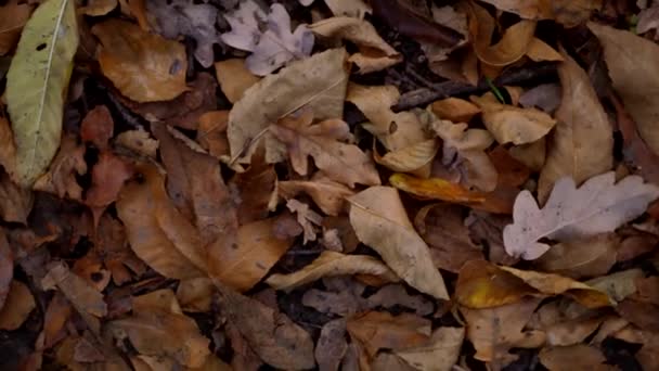 Musim Gugur Meninggalkan Tekstur Permukaan Alam Musim Gugur — Stok Video