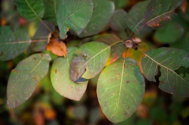 Ormanda düşen yapraklar. Güz dokusu parkı.