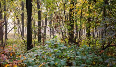 Sonbahar orman manzarası. Sonbahar kerestesi. Düşmüş turuncu ve sarı yapraklar. 