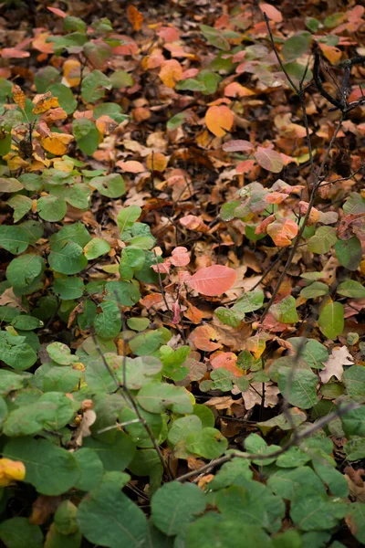 Folhas Caídas Floresta Outono Textura Parque — Fotografia de Stock