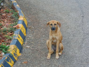 Genç kahverengi ince gövdeli dişi köpek siyah ağız ve uzun flopping kulakları ile asfalt karayolu, mavi ve sarı boyalı beton tuğla kenarlıklı kaldırım toprak, çim ve çakıl eğrisi oturur. Sevimli dostu köpek önde görünüyor.