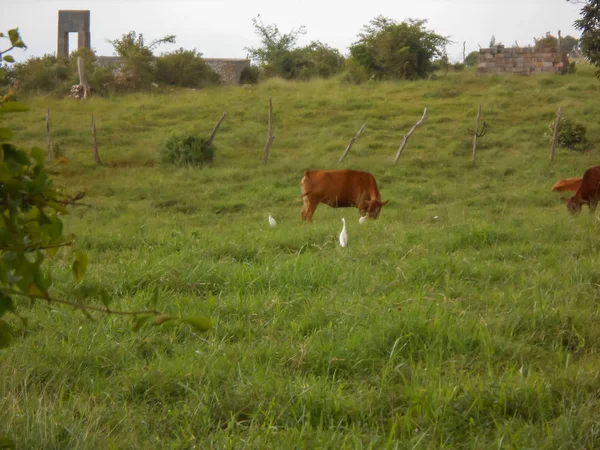 Among cattle egrets cows feed in a pasture of lush green vegetation, that is sectioned by parameter fence of wooden post and barb wire.