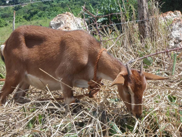 Stora Bruna Och Vita Geten Ewe Att Två Kort Horn — Stockfoto