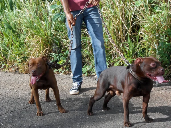 Dos Perros Pitbull Color Marrón Oscuro Cortos Completamente Adultos Bien — Foto de Stock